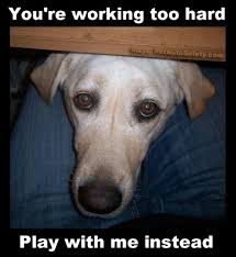 All My Dogs All The Time Dogmom Dogdad Dogs Dog Doglover Rescuedog Shelterdog Workaholic Dogs Cool Pets Dog Memes