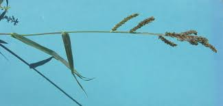 Image result for Echinochloa colona