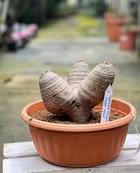 Image result for Euphorbia fanshawei