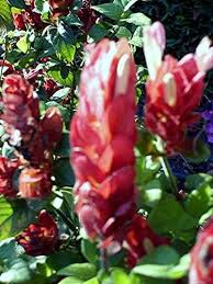 Check spelling or type a new query. Amazon Com Red Shrimp Heirloom Shade Garden Live Plant Justicia Unusual Flower Attracts Butterflies Hummingbirds Starter Size 4 Inch Pot Emeralds Tm Toys Games