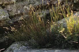 Image result for Platycaulos