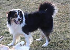 These qualities make it a great family pet if you want an english shepherd pup to raise, your best bet is probably a reputable breeder. English Shepherd Info Stony Creek English Shepherds