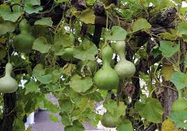 Image result for Lagenaria siceraria