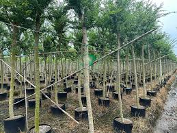 Image result for Pithecellobium