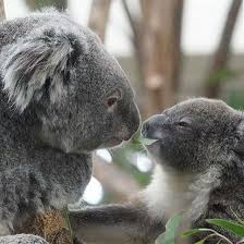 Koalas Of Australia On Instagram Tag Your Best Friend Koala Necklace At 50 Link In Bio Koalas Of Australia In 2020 Koalas Koala Cute Baby Animals