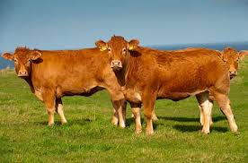 459 lbs @ $134.06 = $615.33. Limousin Cattle Breed