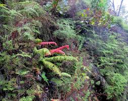 Image result for Blechnum attenuatum