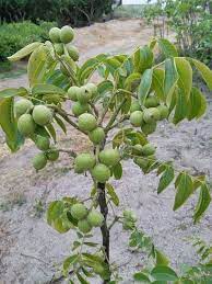 Walnut tree gifts is one of the uk's leading packers of superior quality dried fruit, nuts and chocolate. Walnut Live Plant Akhrot Ka Podha Hybrid Akhrot Dry Fruit Plant Bonsai Plants Nursery
