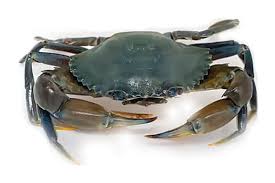 Periyar Mud Crab Hatchery