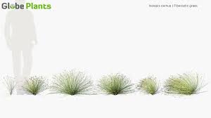 Image result for Isolepis natans