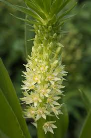 Image result for Eucomis zambesiaca
