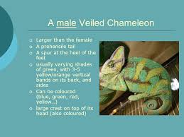 Is anyone able to tell how old my female veiled chameleon is? Masa The Veiled Chameleon The Guide For A Breeder Created By Marketa Oswaldova C Ppt Download