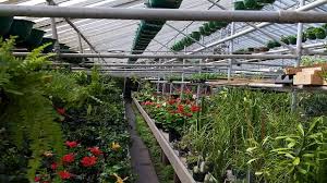 Pierson's flower shop & greenhouses delivers flowers in cedar rapids and eastern iowa. Pierson S Flower Shop Greenhouses Inc Cedar Rapids Tourism Office