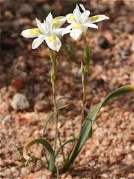 Image result for Moraea niassensis