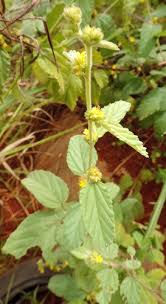 Image result for Waltheria indica