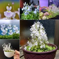 Image result for Utricularia scandens