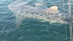 Panama city beach water activity adventure catamaran sail. Panama City Beach Considering 144 Million Budget For 2021 Fiscal Year