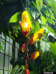 Image result for Thunbergia mysorensis