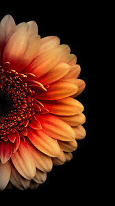 Black And Orange Wallpaper Pin By Pathan Mubbasir On Huss6 With Images Flower Iphone Wallpaper Flower Phone Wallpaper Orange Wallpaper