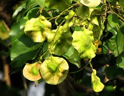Image result for Pterocarpus