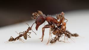 Affordable pest control inc provides quick and reliable pest control services in fairfield. Capable Pest Control Pest Control Service