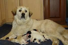 Great pyrenees for sale price range. Great Pyrenees Puppies For Sale In East Hardin Illinois Classified Americanlisted Com