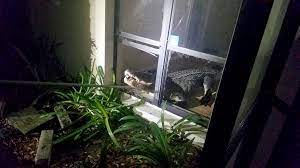 Jan 01, 2011 · january 1, 2011. I Have A Gigantic Alligator In My Kitchen 11 Foot Gator Detained After Breaking Into Florida Home Abc News