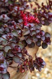 It has a number of. Dragon S Blood Stonecrop Sedum Spurium