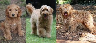 Coat On The Right Labradoodles Colour Gold Doodle