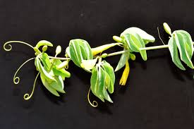 Image result for Adenia fruticosa