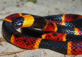 Miramar Man Gets Bitten By A Coral Snake Bad Things Ensue Coral Snake Snake Snake Venom