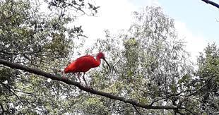 Maybe you would like to learn more about one of these? Rode Ibis Duikt Opnieuw Op Ditmaal Langs De Regge In Nijverdal Hellendoorn Tubantia Nl