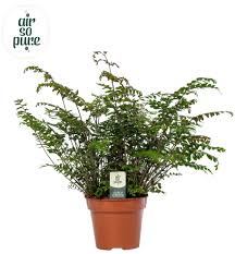 Image result for Didymochlaena