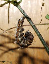 Image result for Polygonia c-album