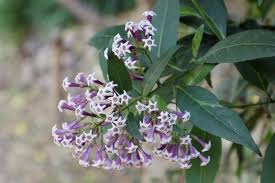 Image result for Cestrum × cultum