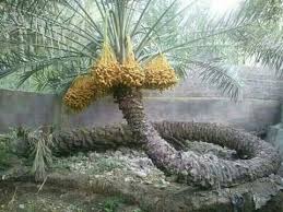 Date Tree In Saudi Arabia Doga Cicek Fotograf