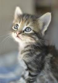 Black And Grey Tabby Kittens Adorable Cute Grey Tabby Kitten Kittens Cutest Cute Animals Beautiful Cats
