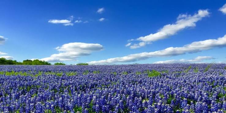7 of the Best Spots to See Texas Hill Country's Bluebonnets