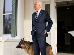 They are so fun and loving play well with others all good with cats and are so darn cute. Us Election From Joe Biden S Dogs To Bill Clinton S Cat Meet The White House Pets News Photos Gulf News