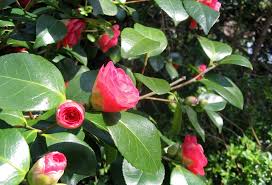 Pin On Plant Flowers