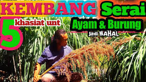 The people's justice party (malay: Ayam Dan Burung Embuh Dengan Kembang Serai Asli Youtube