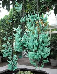 Image result for Thunbergia mysorensis