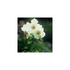Image result for Meconopsis betonicifolia alba