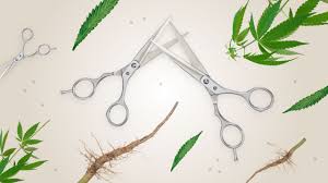 We did not find results for: Don T Toss That Trim 3 Ways To Use Cannabis Leaves Stems And Roots Lift Co