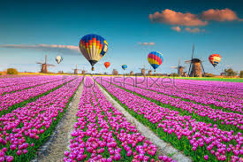 Kinderdijk is easily reachable by car and there is a parking space with surveillance near the windmills. Colorful Pink Tulip Fields And Traditional Dutch Windmills Kinderdijk Netherlands Stock Photo Crushpixel
