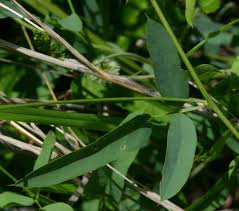 Image result for Otoptera