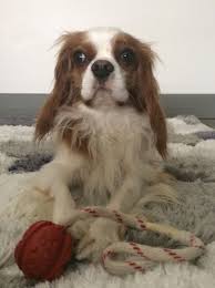 Play The Ball With Me Pls Goruntuler Ile