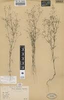 Image result for Oldenlandia herbacea