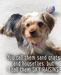 We did not find results for: Oregon Live Pets Yorkie The Y Guide
