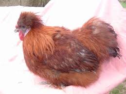 Assez farouche, elle est cependant très sociable avec ses congénères et assez facile à vivre. Petit Poussin Soie Rouge Couleur